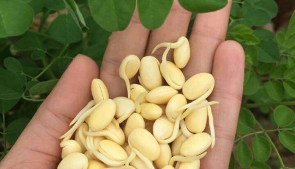 Sử dụng mầm đậu nành giảm cân hiệu quả
