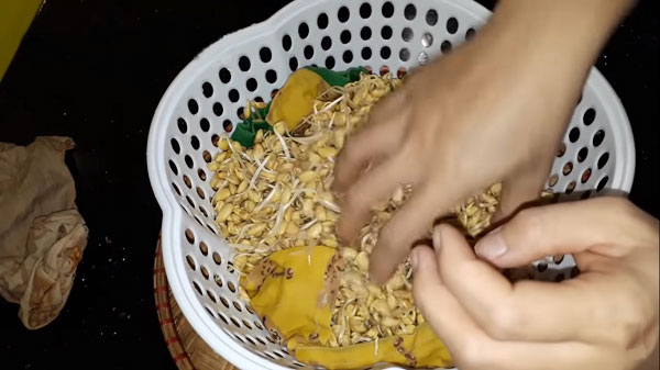Cách làm mầm đậu nành tại nhà