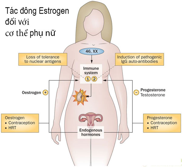 Tác động của Estrogen đối với cơ thể phụ nữ